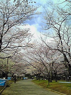 代々木公園の桜
